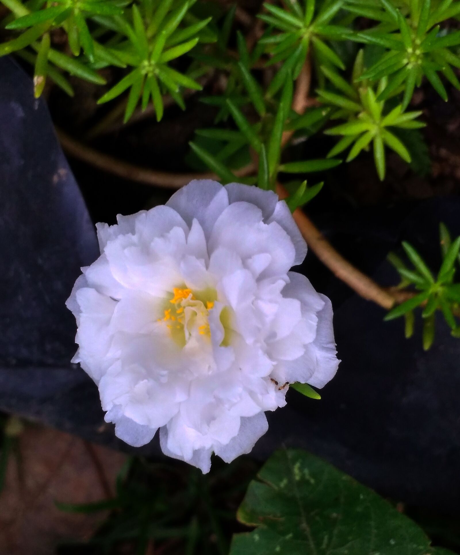 Xiaomi Redmi 4A sample photo. Flower, rose, white photography