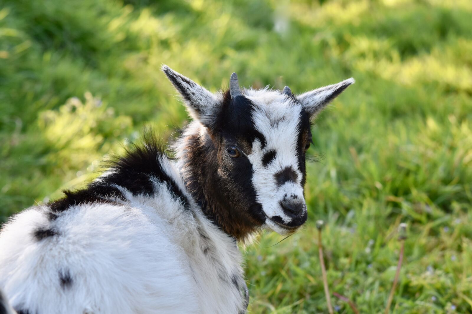 Nikon D5600 sample photo. Goat, mammal, ruminant photography