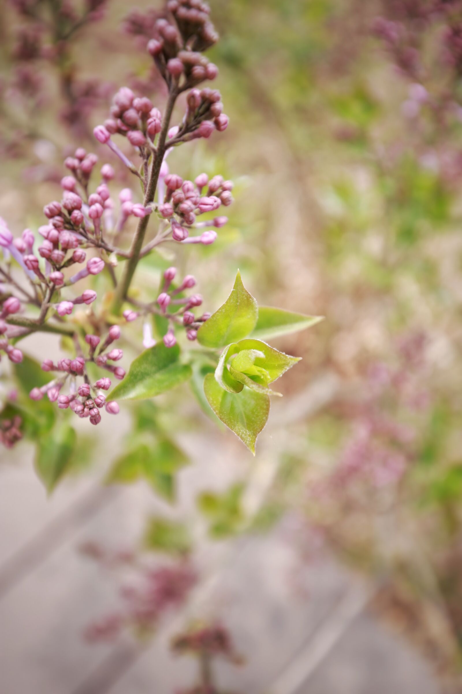 Canon EF 16-35mm F4L IS USM sample photo. Flower, plant, nature photography