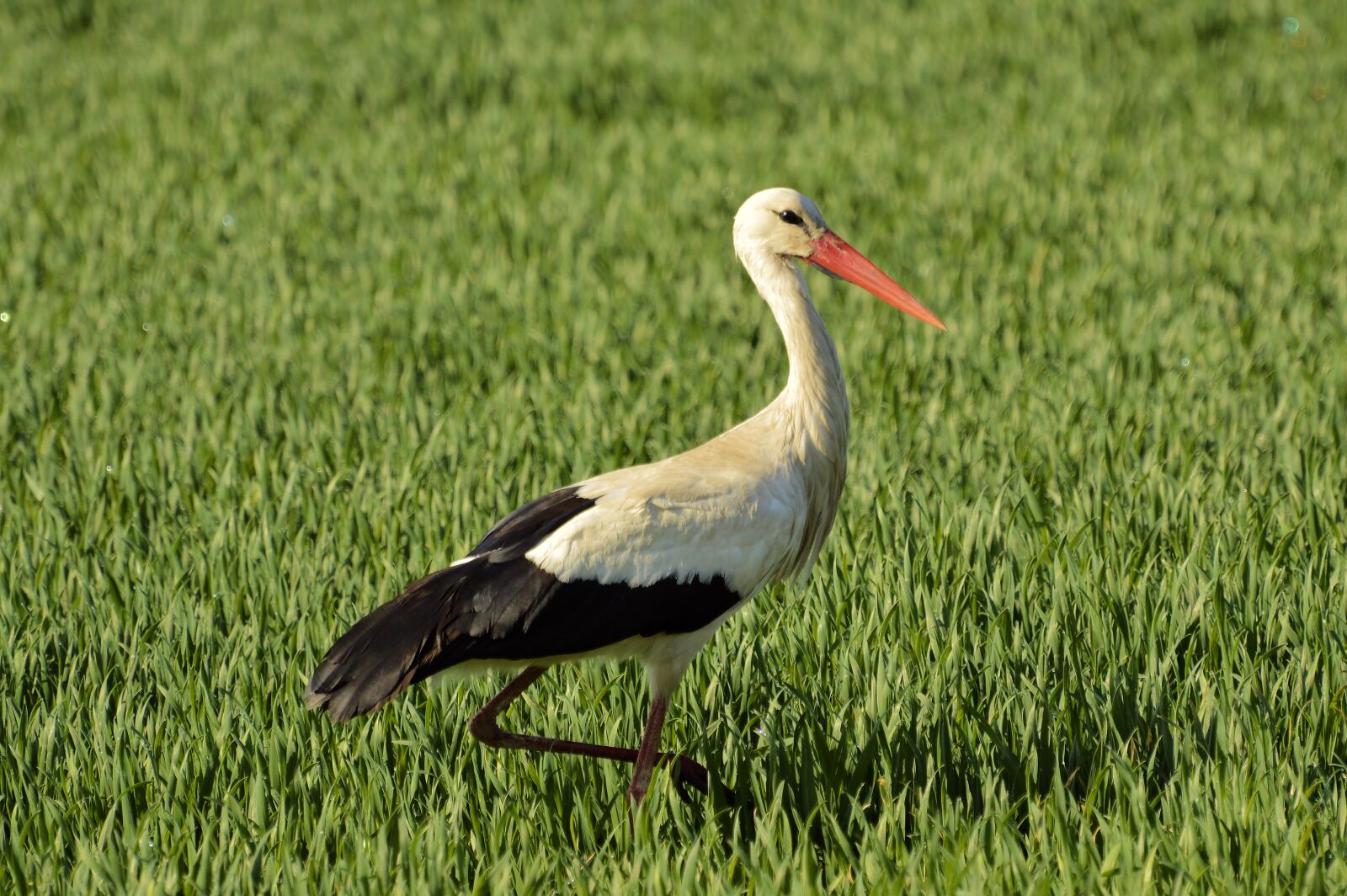 Nikon D3200 sample photo. St rch, bird, rattle photography