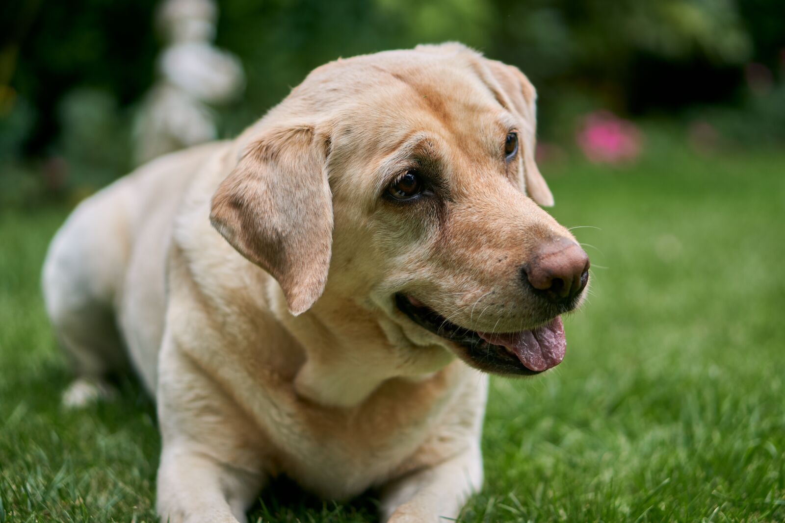 Sony E 50mm F1.8 OSS sample photo. Labrador, dog, animal photography