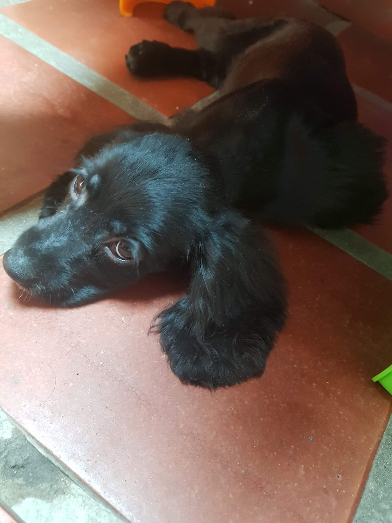 Samsung Galaxy S8+ sample photo. Pets, dogs, puppies photography