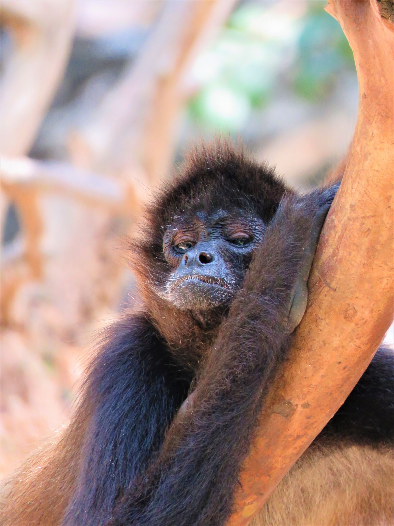 Canon PowerShot SX60 HS sample photo. Spider monkey, monkey, primate photography