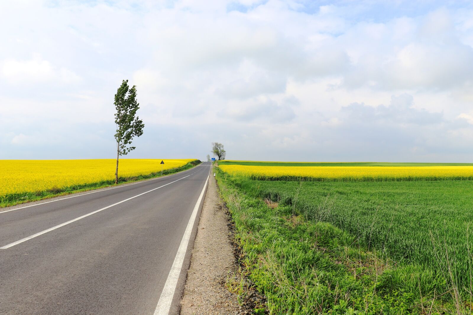 Canon EOS 200D (EOS Rebel SL2 / EOS Kiss X9) sample photo. Road, rapeseed, flowers photography