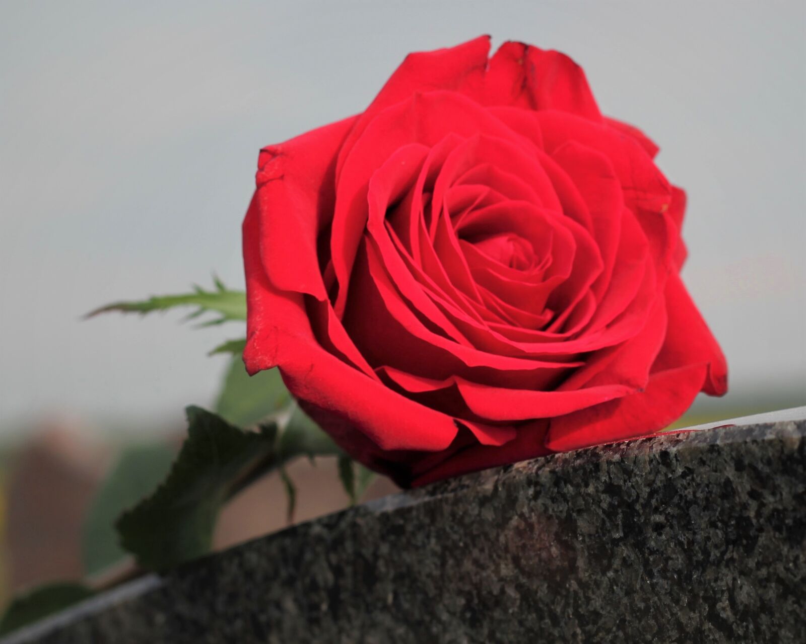Canon EOS 550D (EOS Rebel T2i / EOS Kiss X4) sample photo. Red rose, love symbol photography