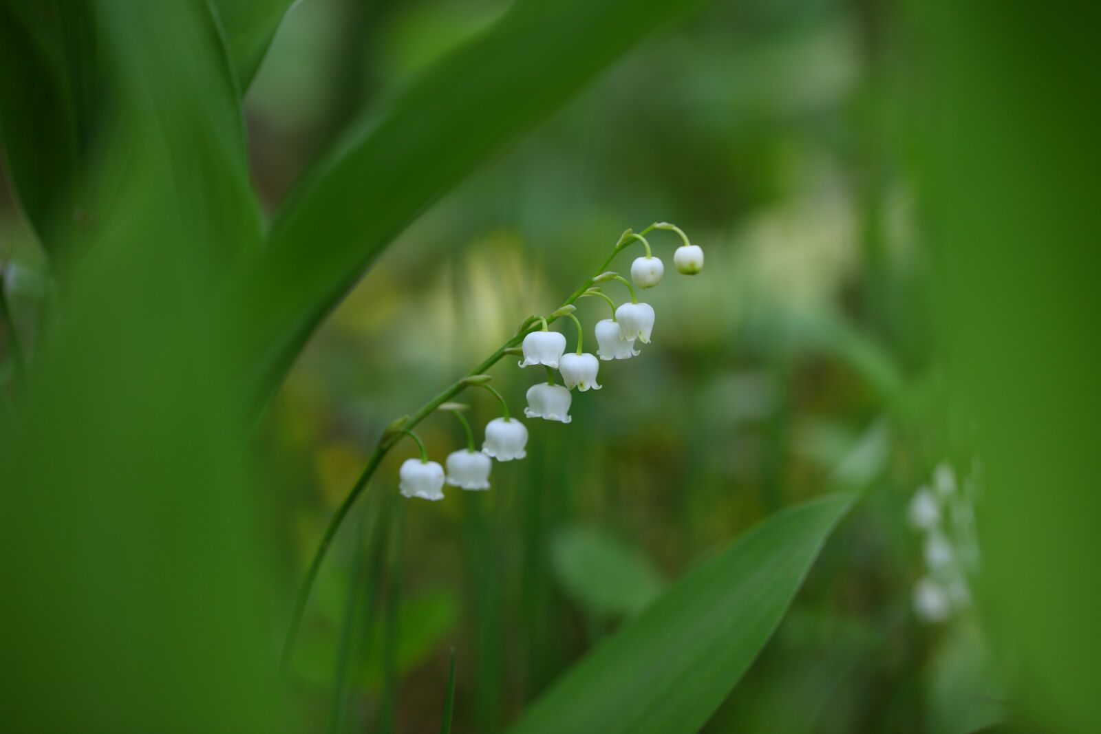 Canon EOS 5D Mark II sample photo. Leaf, nature, plants photography