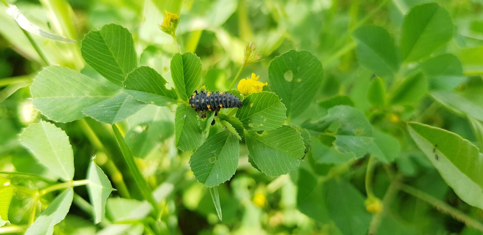Samsung Galaxy S8 sample photo. Leaf, nature, flora photography