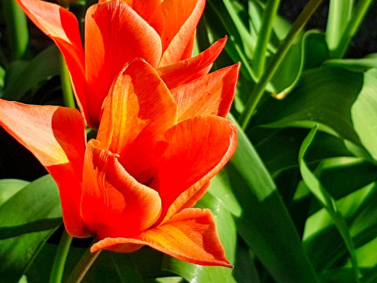 Samsung Galaxy S7 sample photo. Tulip, flower, nature photography