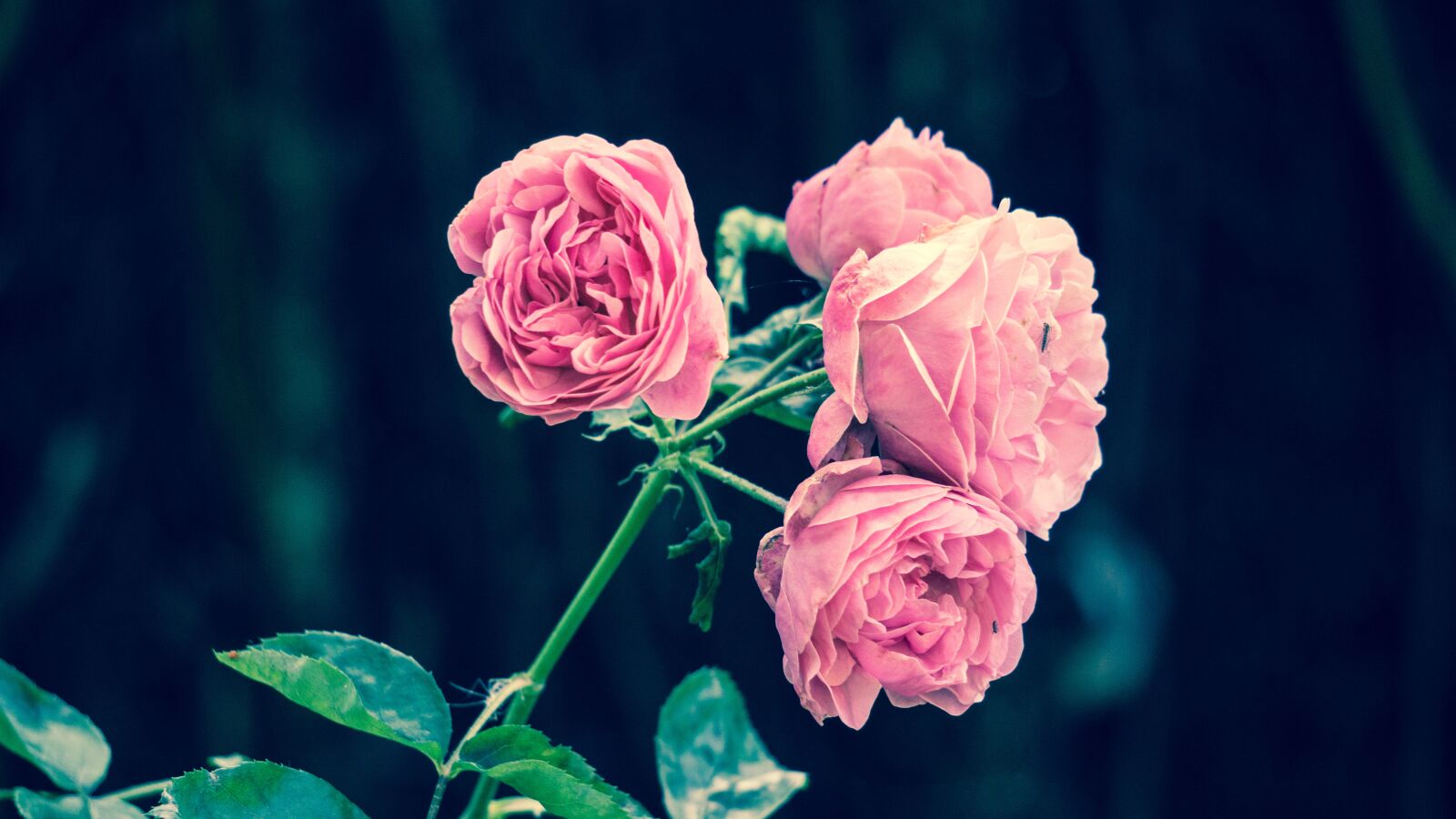 Sony E 55-210mm F4.5-6.3 OSS sample photo. Pink roses, flower, garden photography