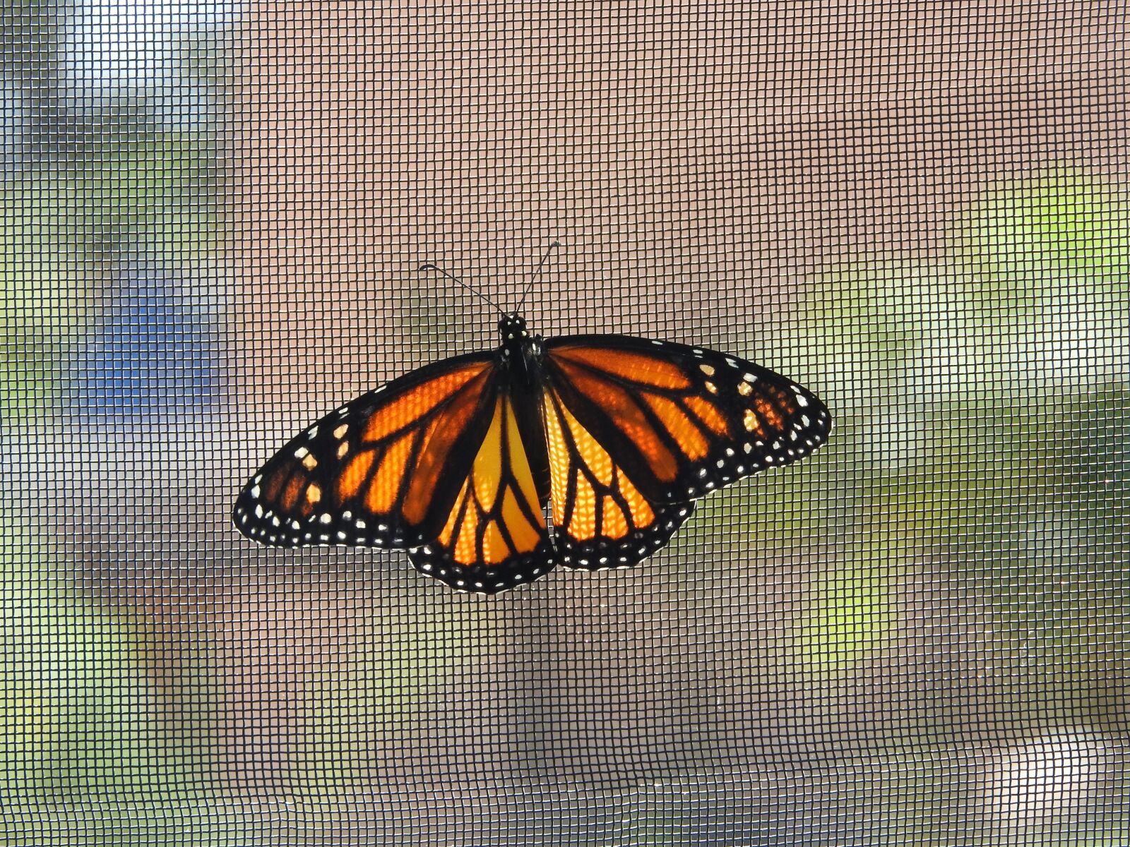 Nikon Coolpix P610 sample photo. Insect, butterfly, nature photography