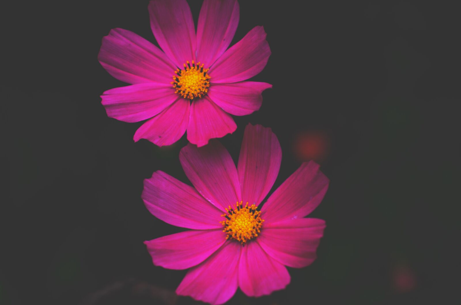 Nikon D7000 sample photo. Nature, natural, blue photography