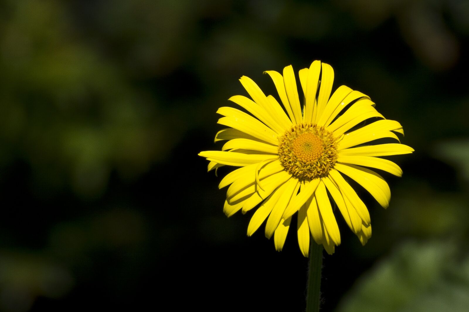 Canon EOS 7D sample photo. Yellow, flower, floral photography