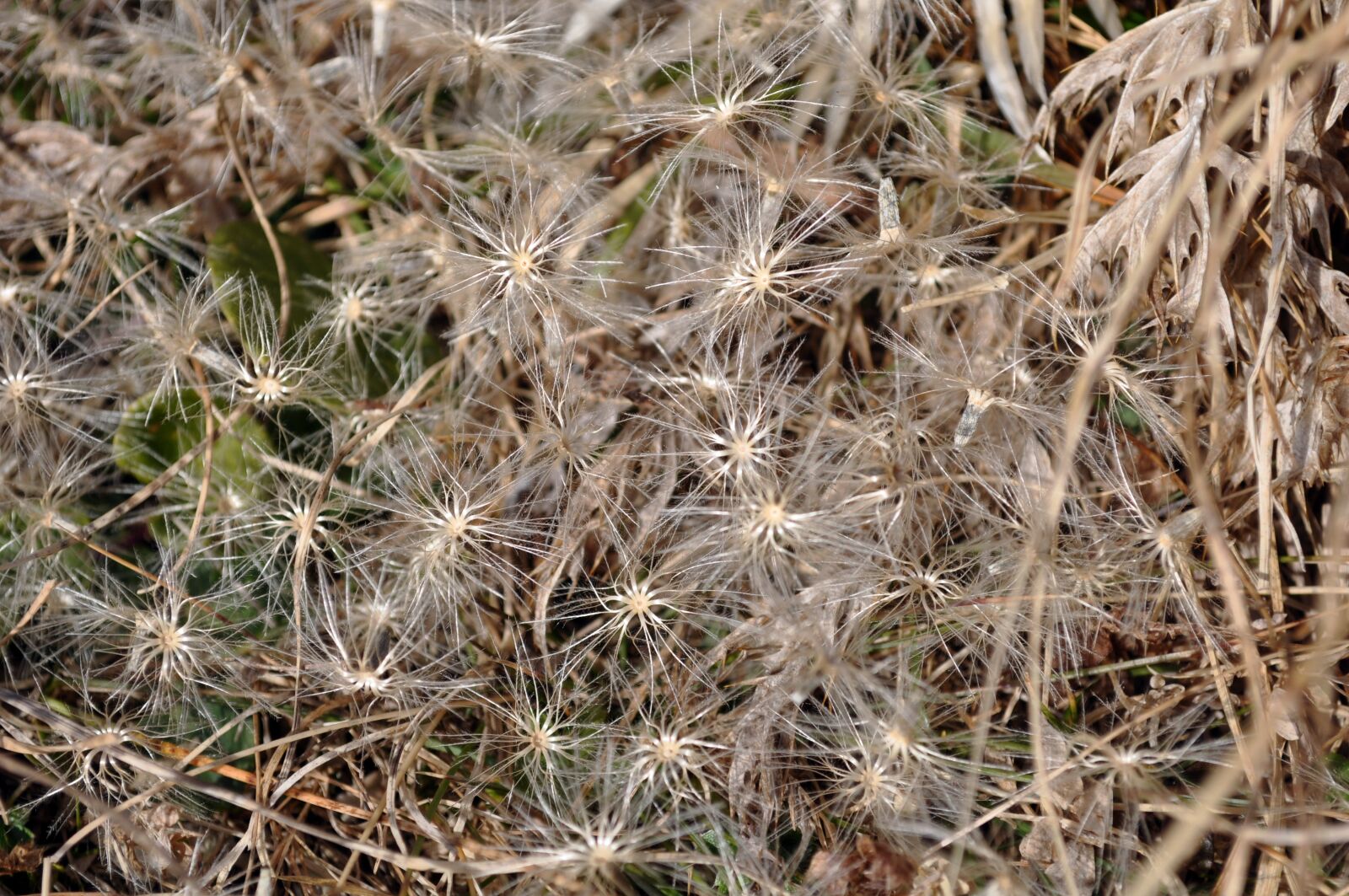 Nikon D5000 sample photo. Flower, star, grass photography