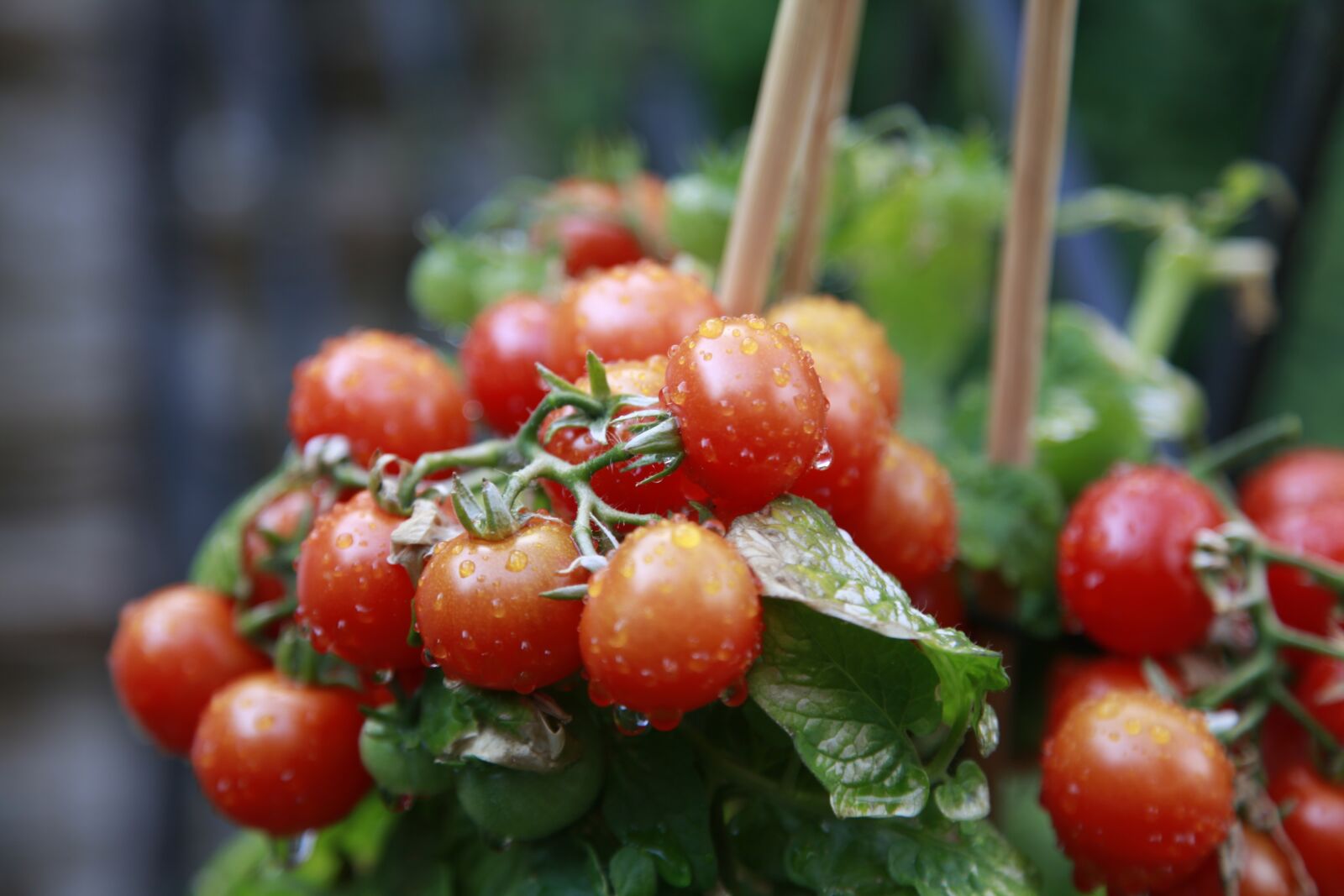 Canon EOS 5D Mark II sample photo. Tomato, green, red photography