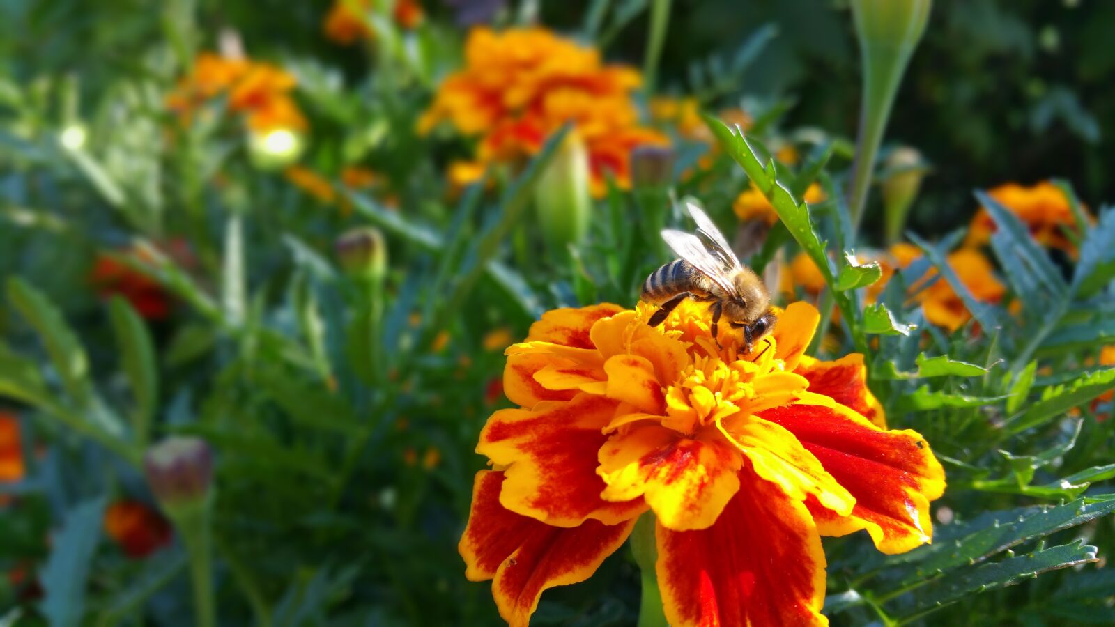 Samsung Galaxy Note4 sample photo. Flower, bee, nature photography