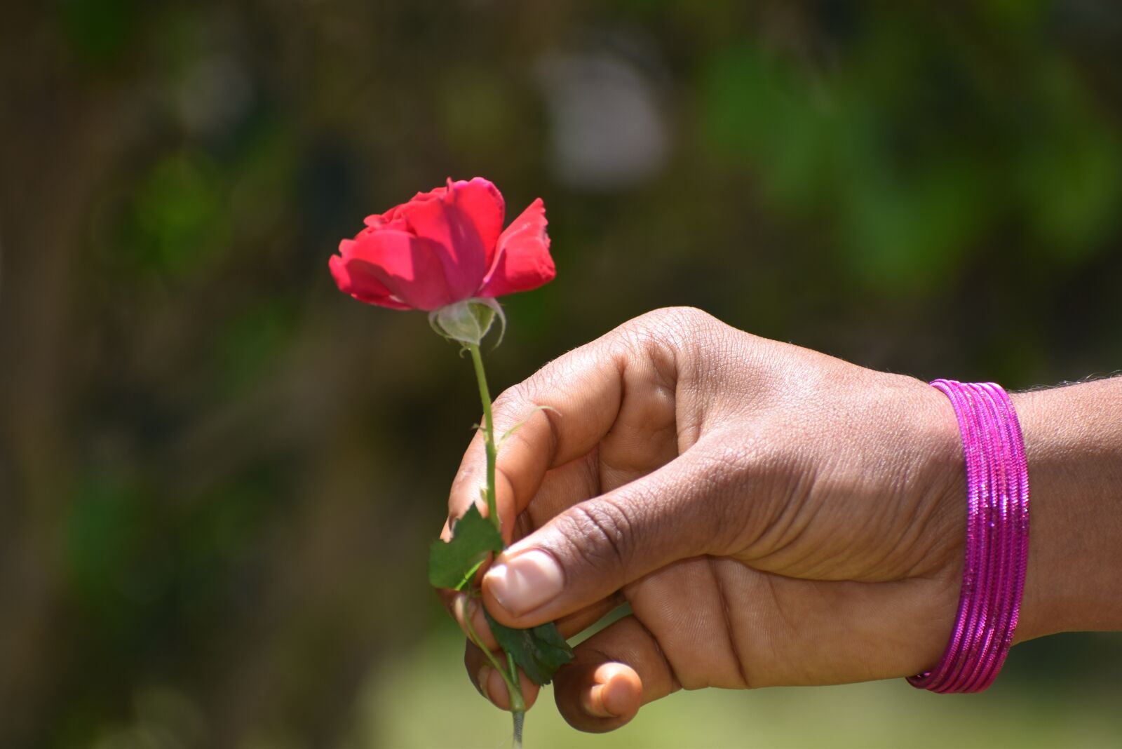 Nikon D5600 sample photo. Rose background, rose, love photography