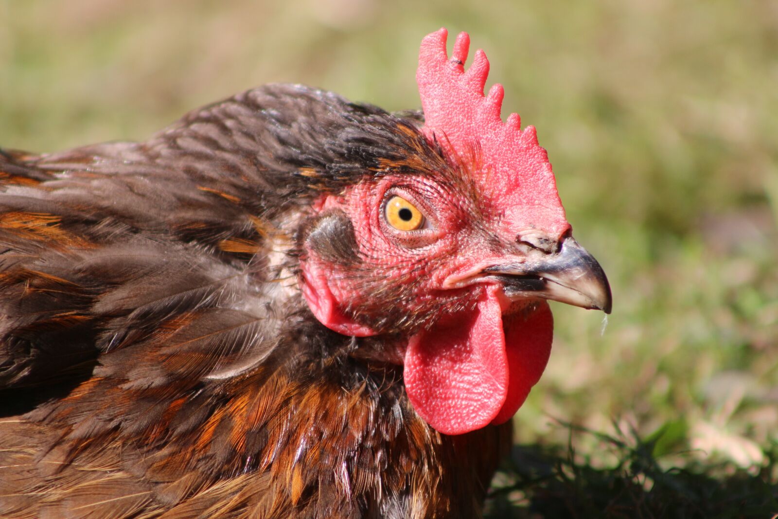 Canon EF75-300mm f/4-5.6 sample photo. Chicken, hen, poultry photography