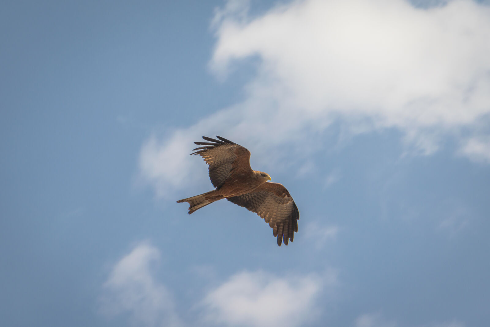 Nikon D3300 sample photo