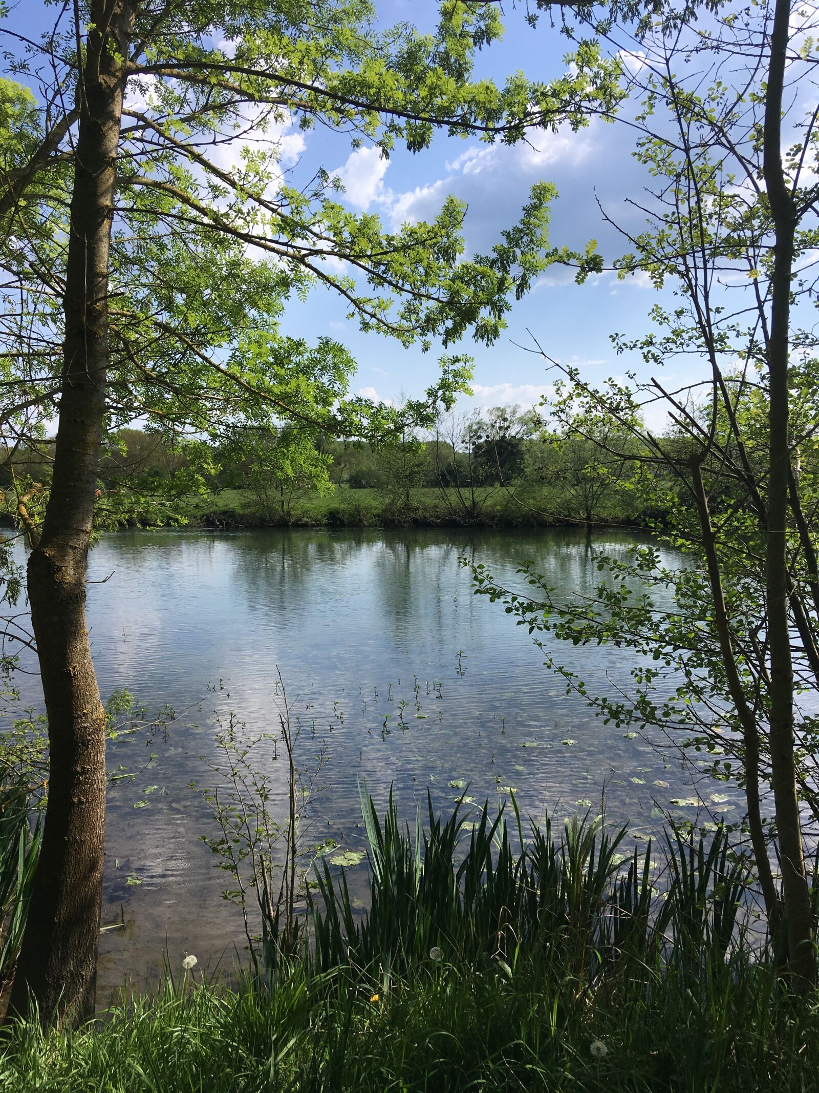 iPhone SE back camera 4.15mm f/2.2 sample photo. Nature, tree, landscape photography