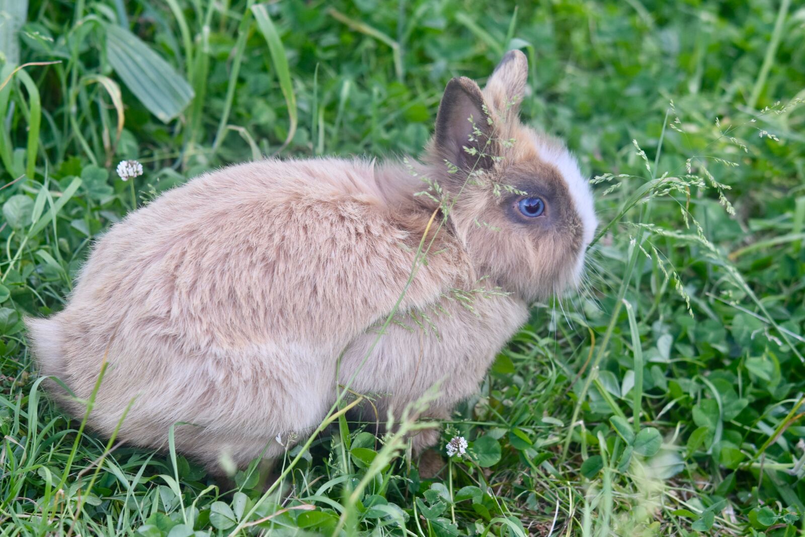 Nikon D5600 sample photo. Rabbit, herbivore, mammal photography