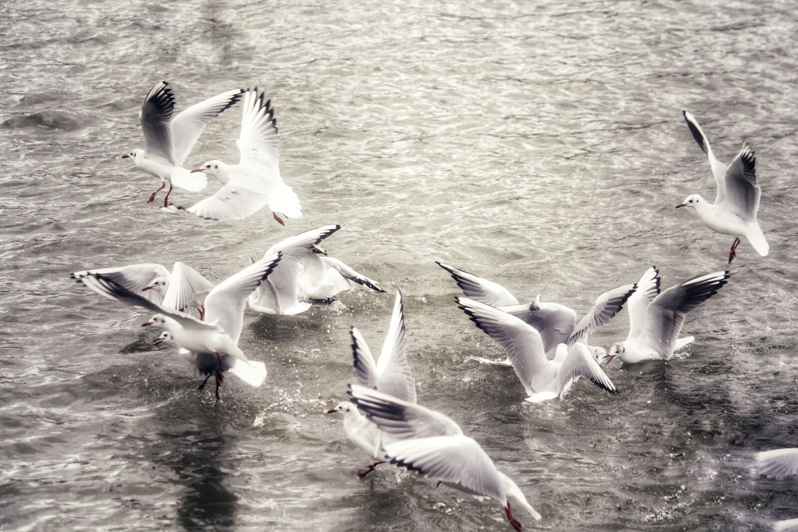Canon EOS 1200D (EOS Rebel T5 / EOS Kiss X70 / EOS Hi) sample photo. Seagull, bird, plumage photography