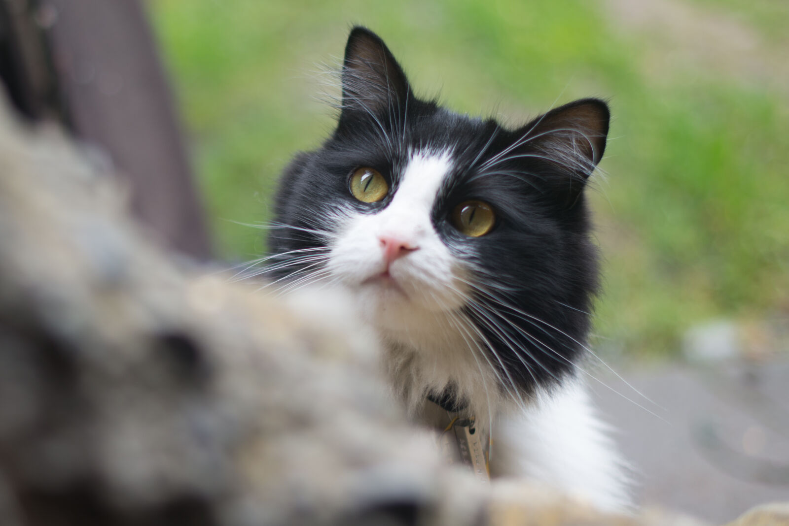 Nikon D600 + Nikon AF-S Nikkor 50mm F1.4G sample photo. Adorable, animal, cat, cute photography
