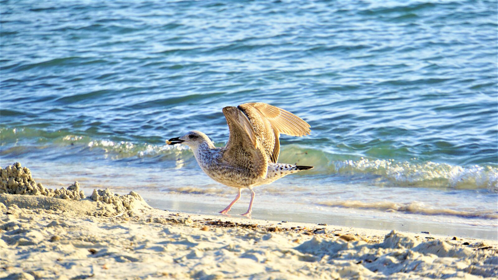 Sony E 18-200mm F3.5-6.3 OSS LE sample photo. Seagull, bill, food photography