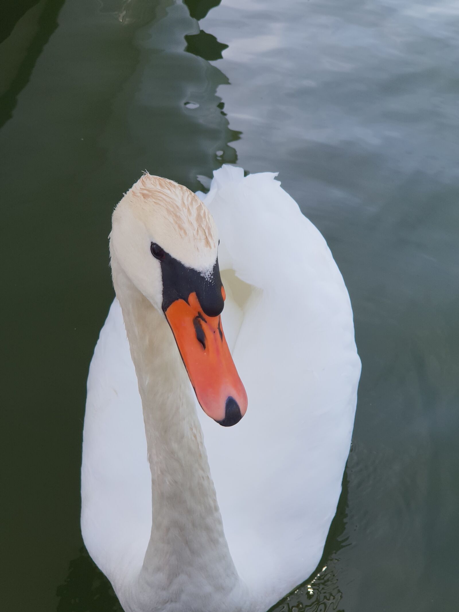 Samsung Galaxy S9+ sample photo. Swan, animal, nature photography
