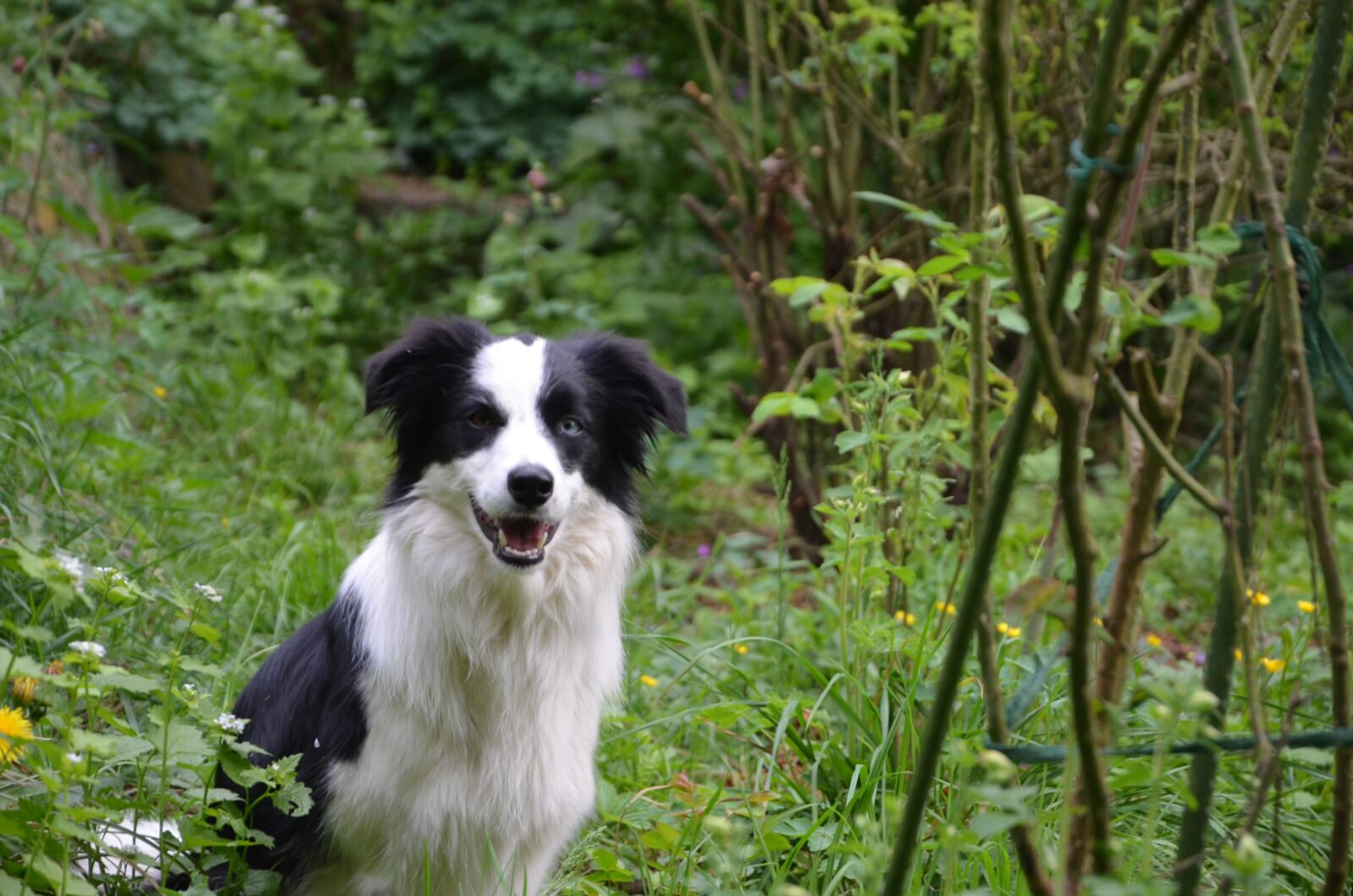 Nikon D5100 sample photo. Herding dog, playful, black photography
