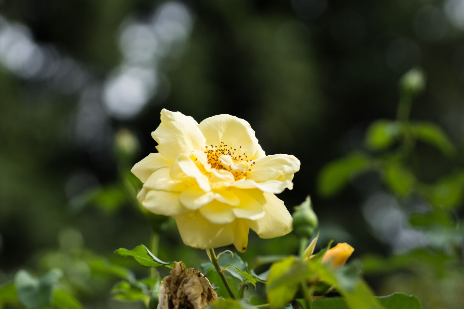 Sony SLT-A77 sample photo. Flowers, nature, rose, yellow photography