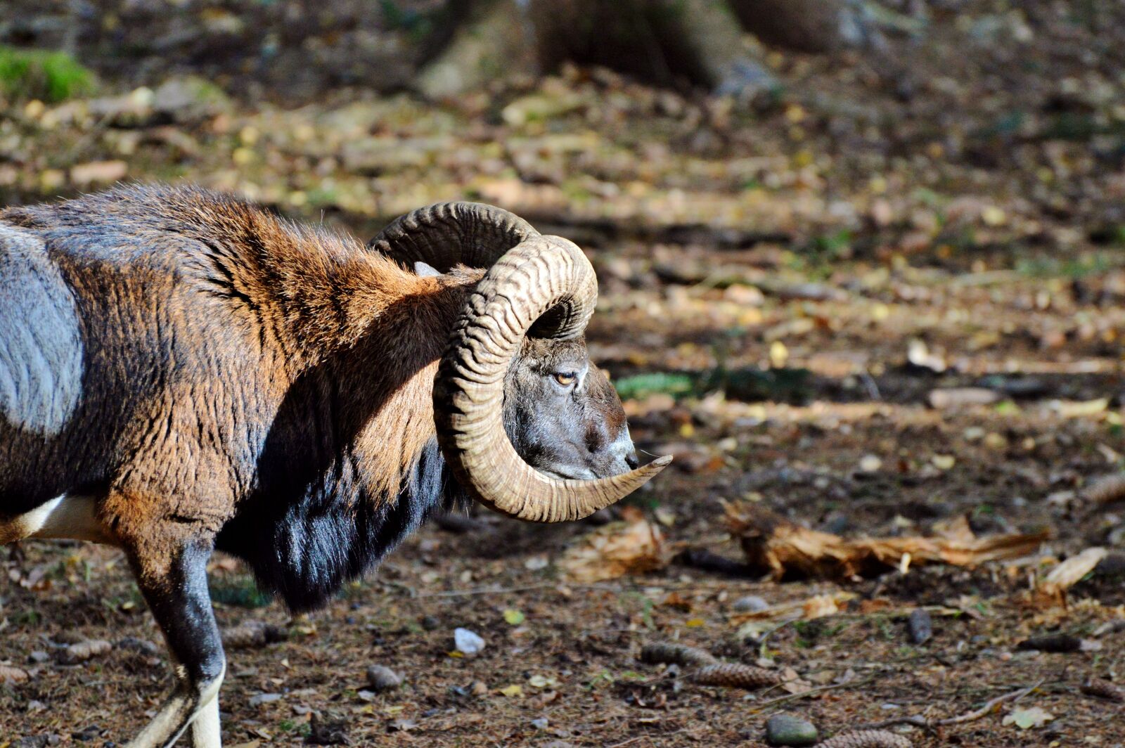 Nikon D3200 sample photo. Mouflon, aries, wild animal photography