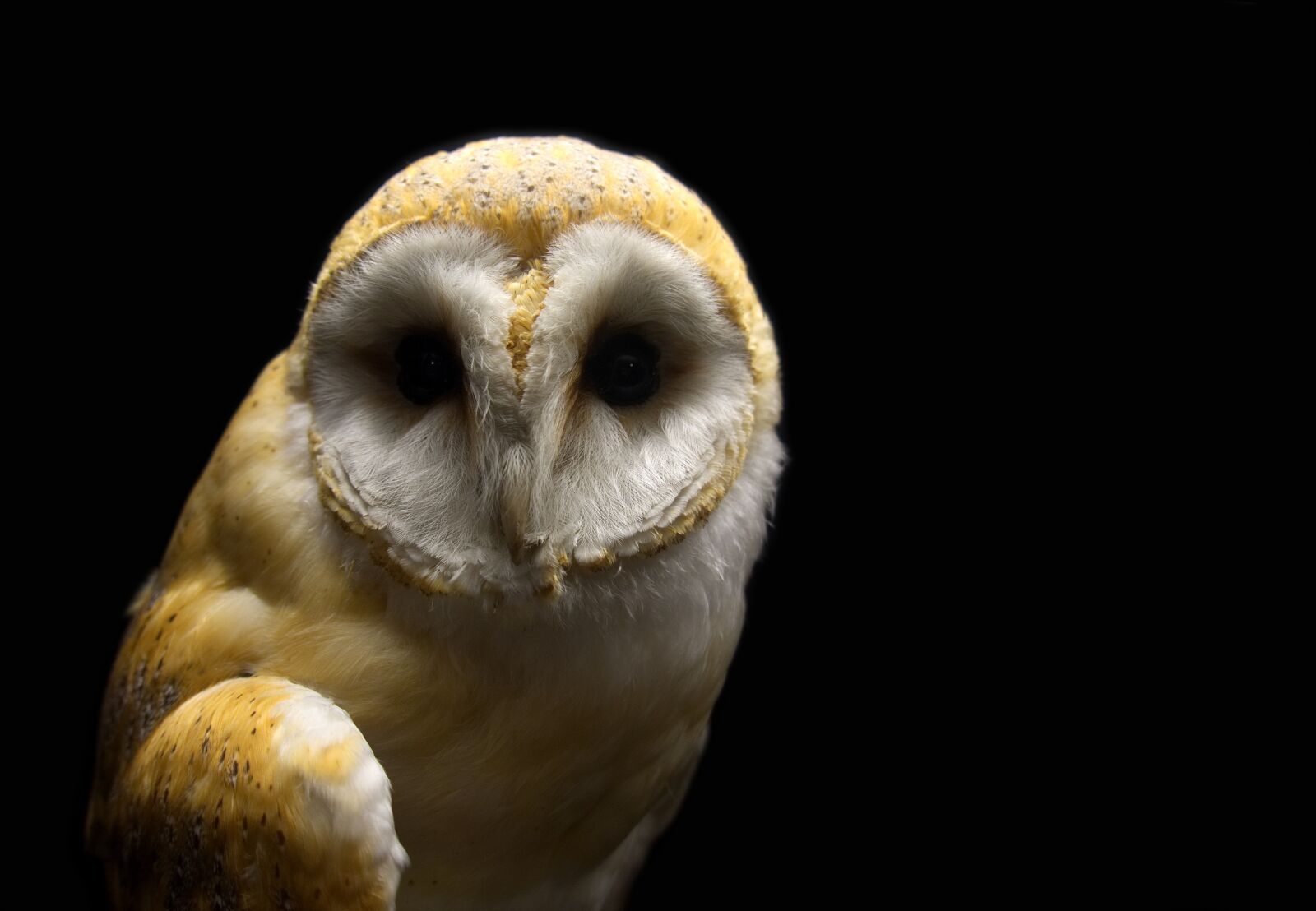 Sony DSC-RX100M5 sample photo. Owl, barn, barn owl photography