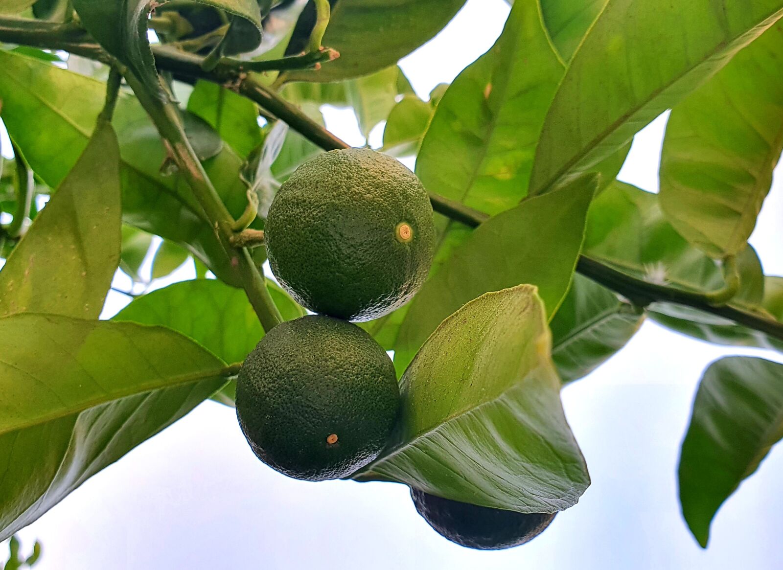 Samsung Galaxy S10e sample photo. Orange, citrus, raw photography