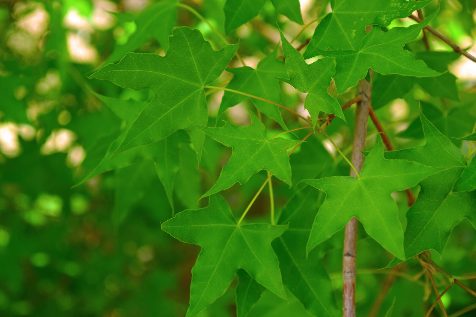 Nikon D5300 sample photo