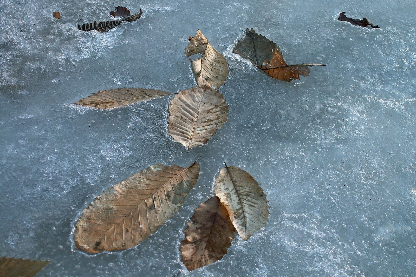 KONICA MINOLTA DiMAGE Z3 sample photo. Leaves, ice, winter photography