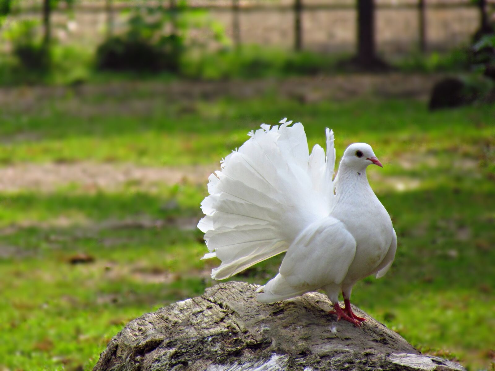 Canon PowerShot SX30 IS sample photo. Dove, biel, bird photography