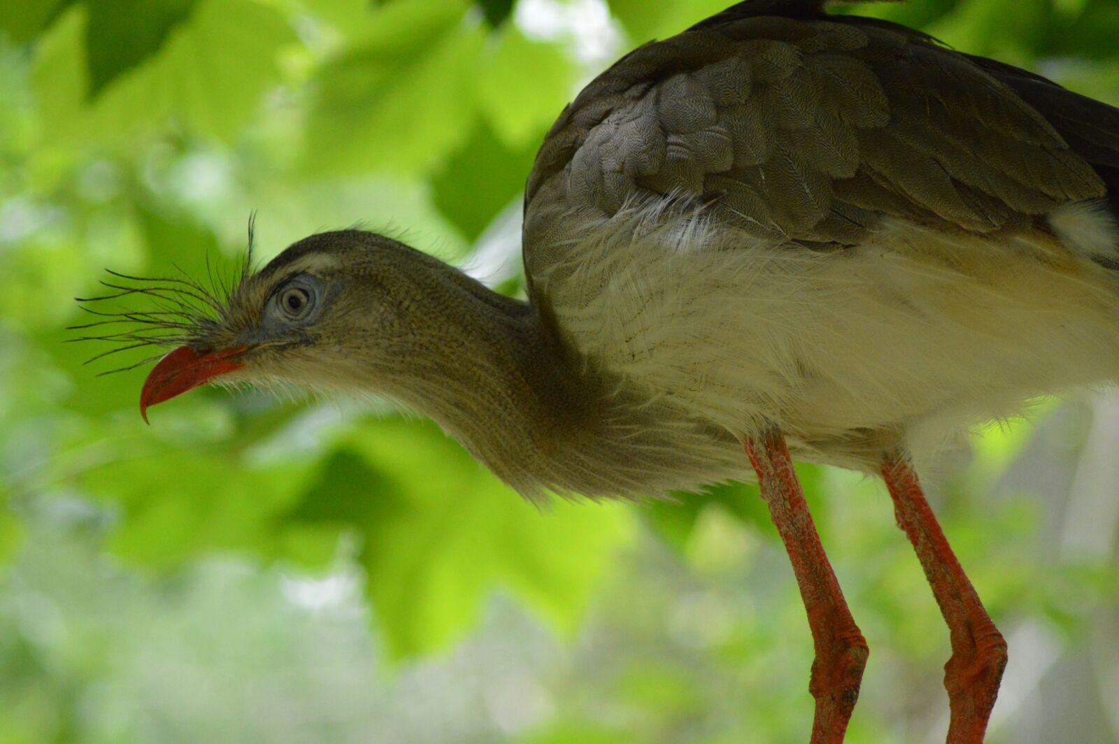 Nikon D3200 sample photo. Bird, pen, zoo photography
