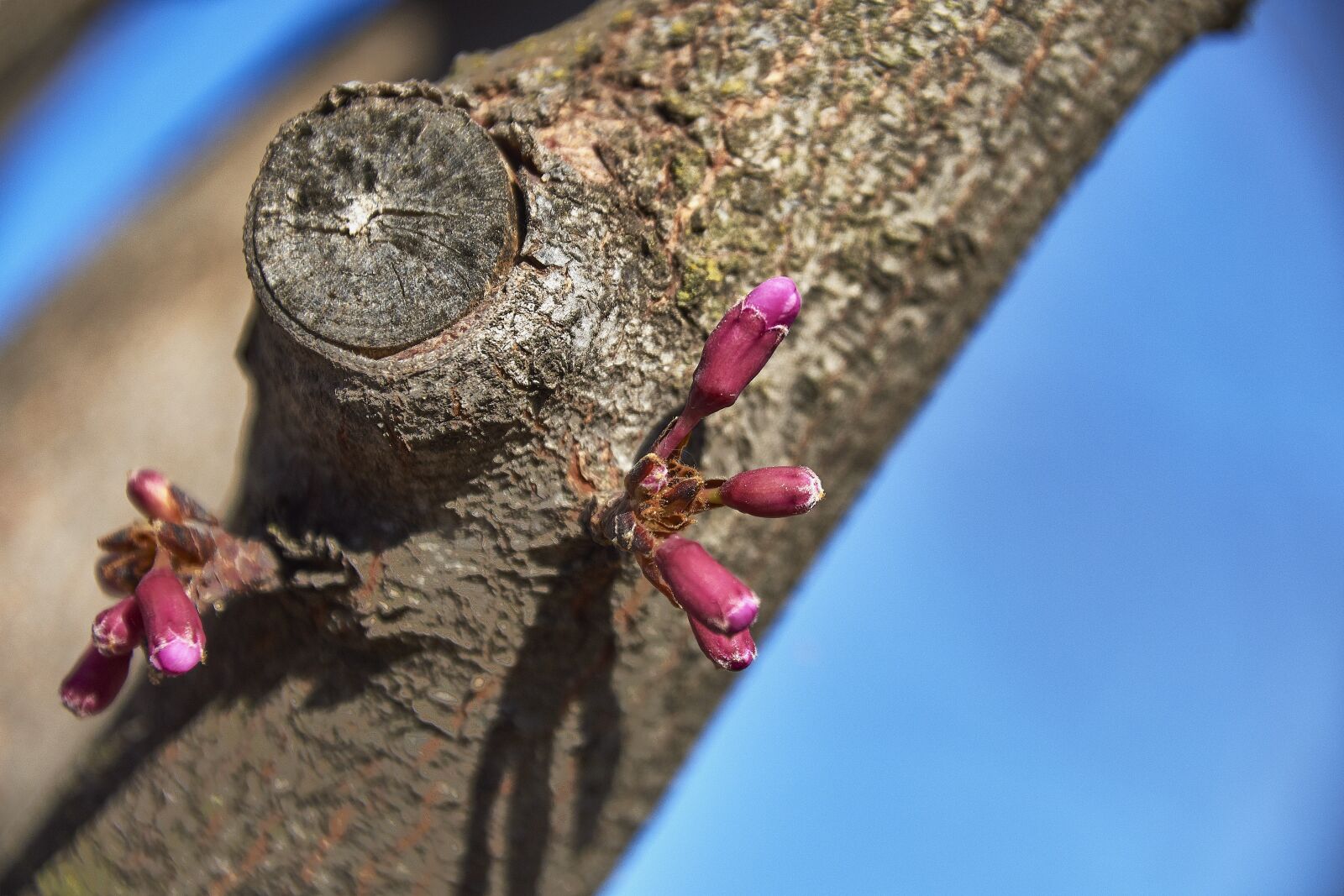 Nikon D7200 sample photo. Cherry, flower, spring photography