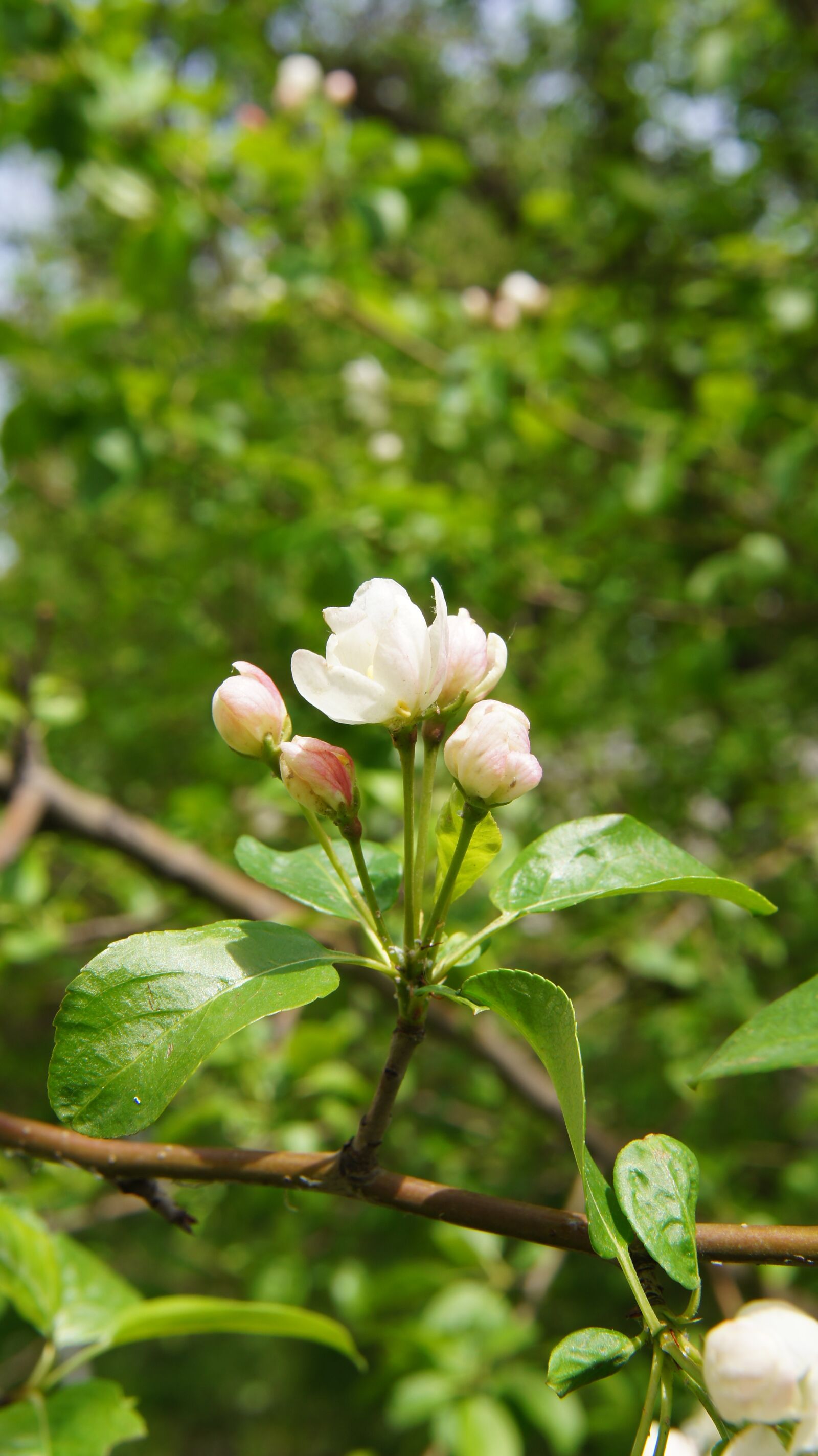 Sony SLT-A55 (SLT-A55V) sample photo. Apple blossom, flower, bush photography