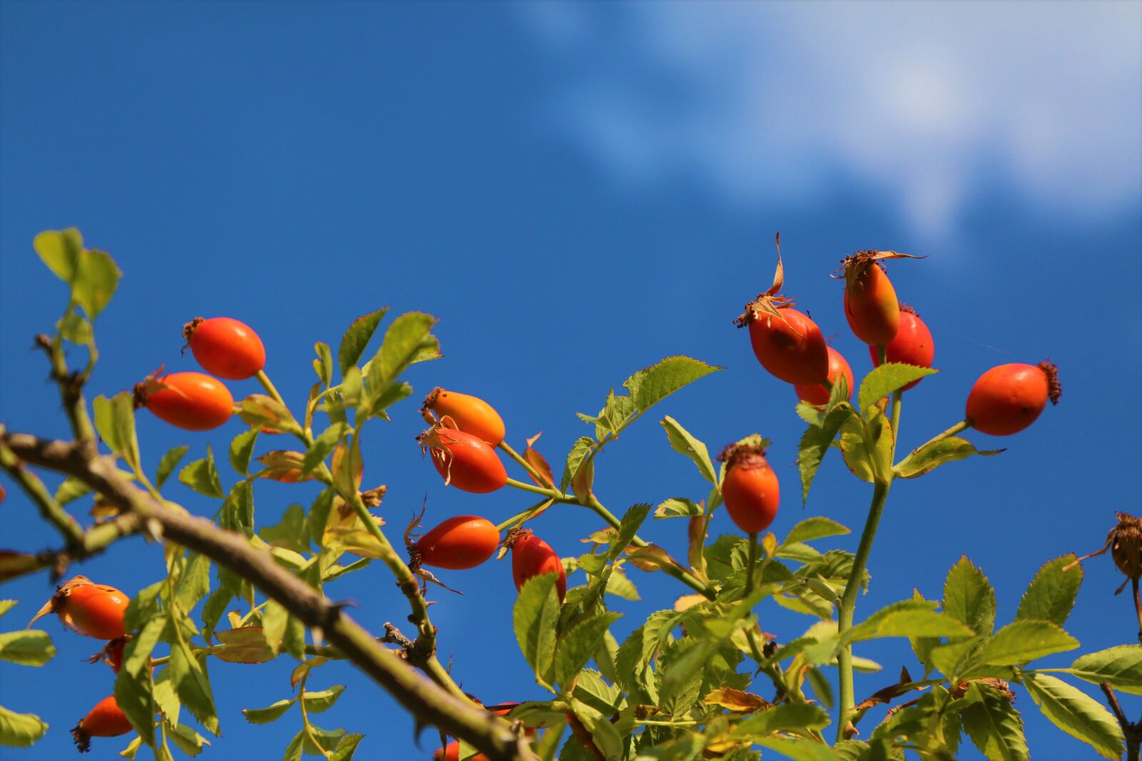 Canon EF 24-105mm F4L IS USM sample photo. Rosehip, fruit, nature photography