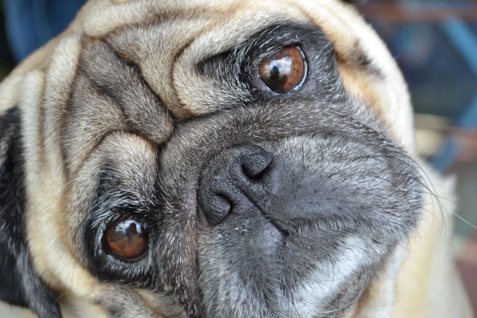 Nikon D3100 sample photo. Mops, pug, dog photography
