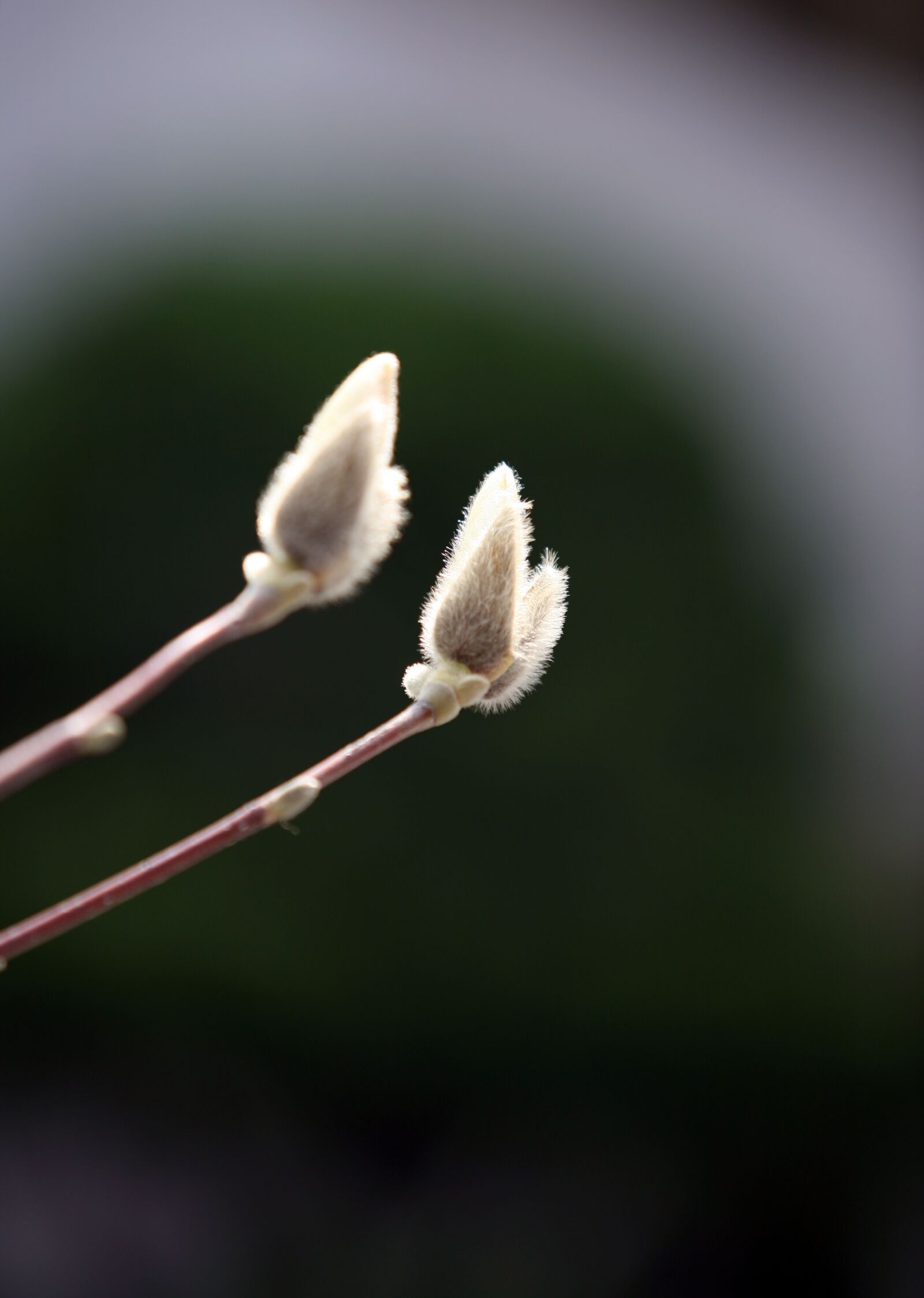 Canon EOS 5D sample photo. Spring, bud, takeshi photography