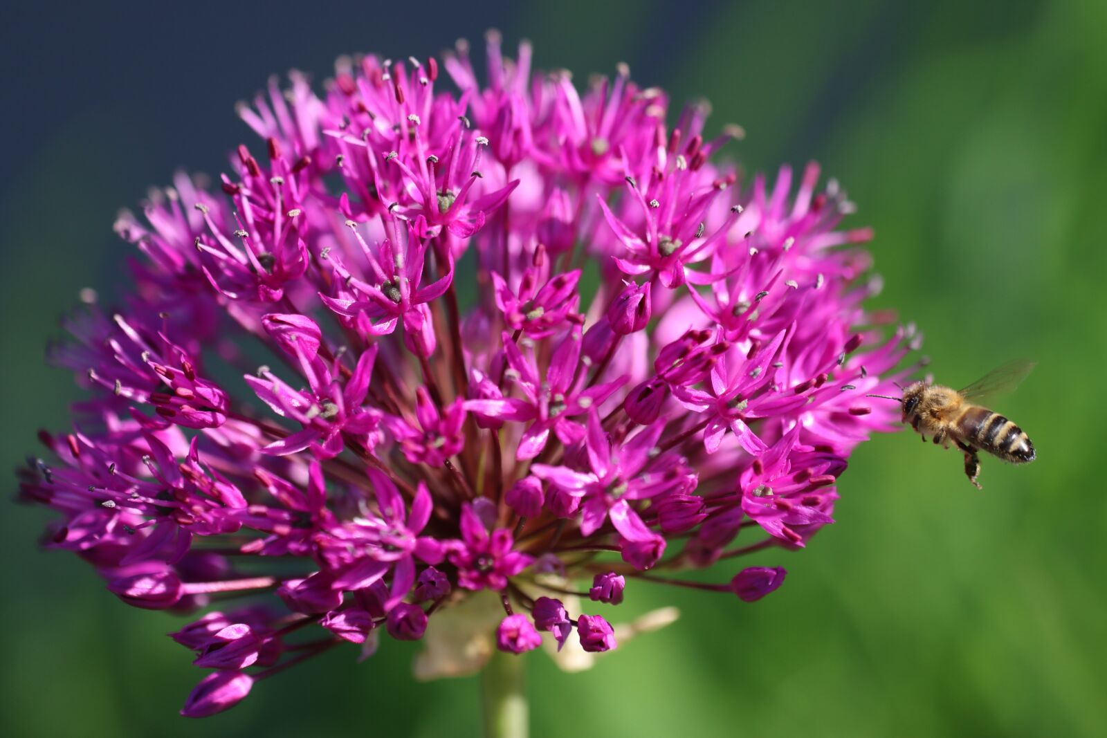 Canon EOS 90D sample photo. Ornamental onion, bee, insect photography
