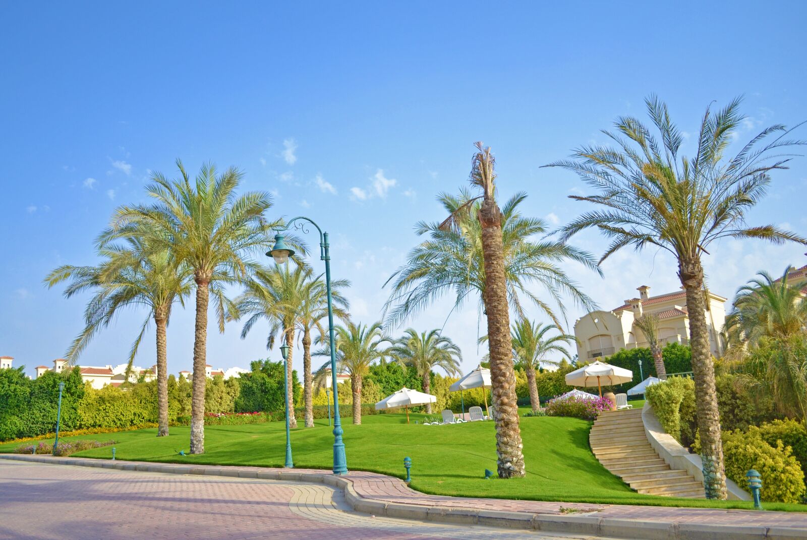 Nikon D3100 sample photo. Cairo, palm tree, landscape photography