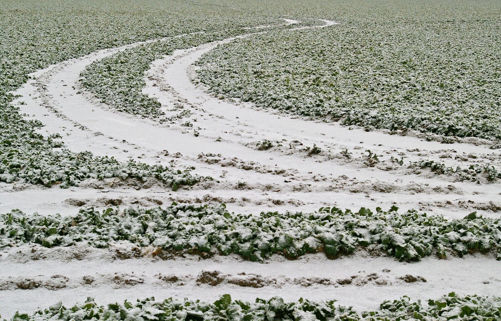 Pentax *ist DL2 sample photo. Field, winter, snowy photography