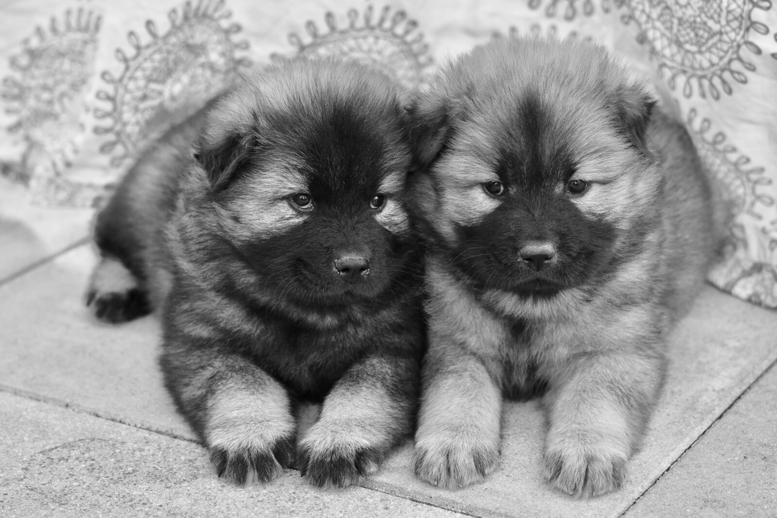 Nikon D5600 sample photo. Puppies eurasier, photos black photography