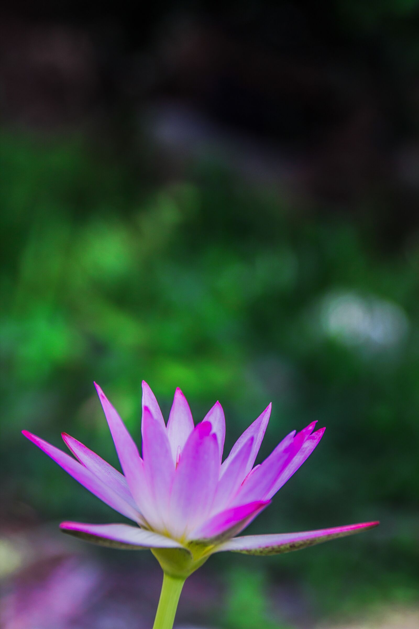 Canon EOS 1100D (EOS Rebel T3 / EOS Kiss X50) sample photo. Lotus, lotus portrait, waterlily photography