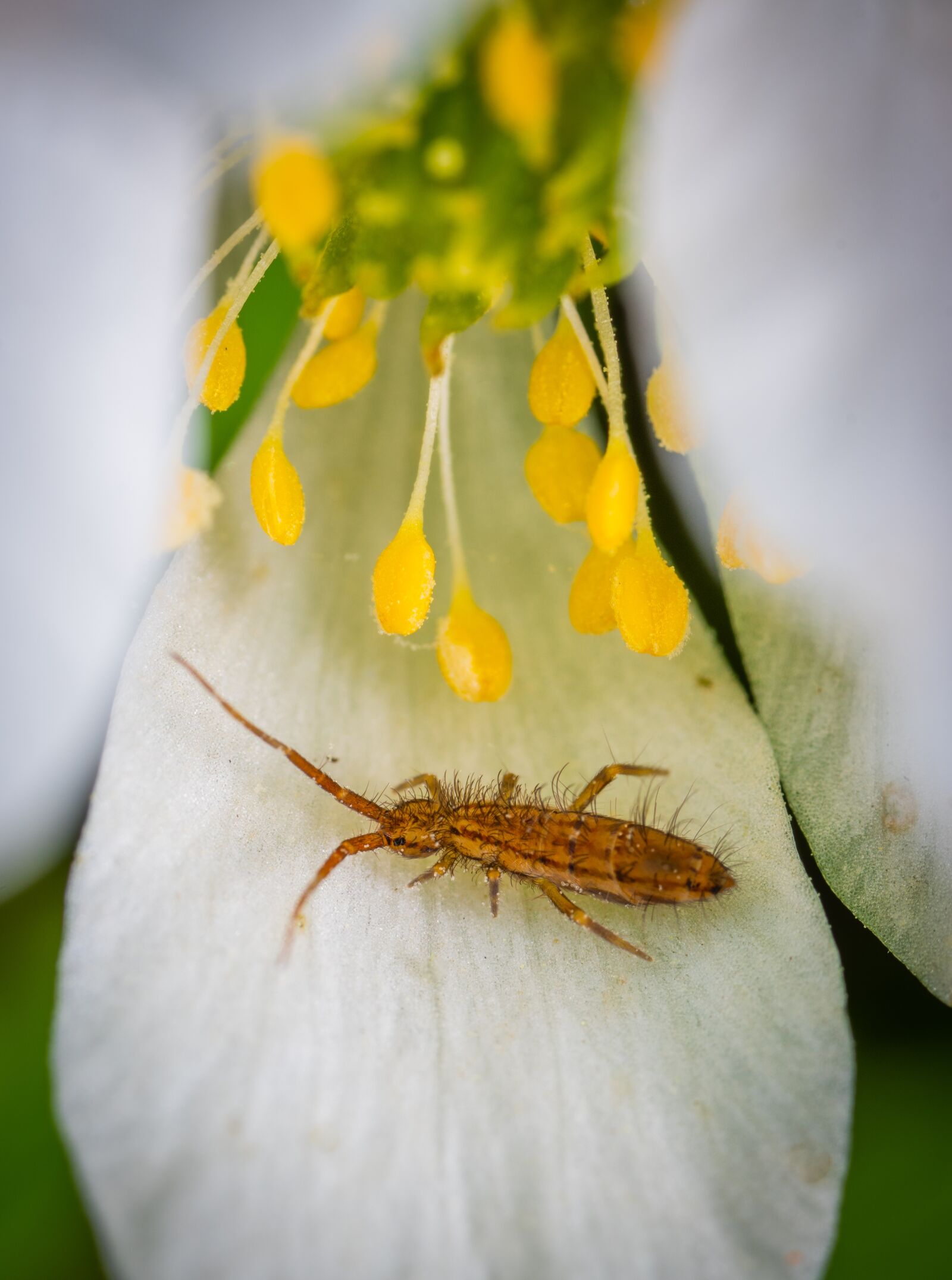 #124 65/2.8 sample photo. Insect, macro, flower photography
