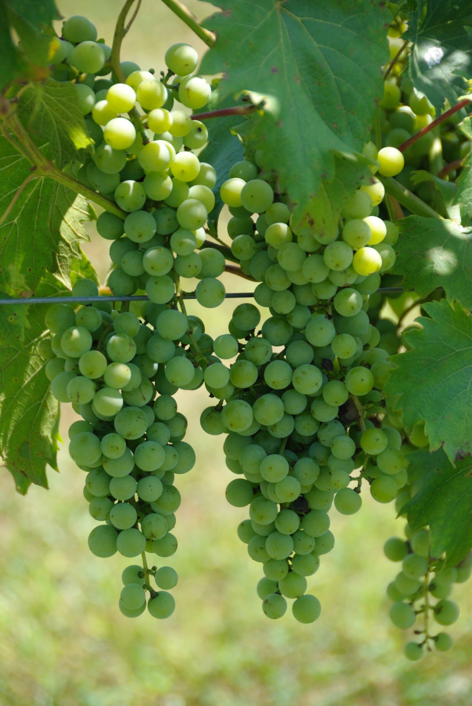 Nikon D200 sample photo. Grape vine, grapes, wine photography