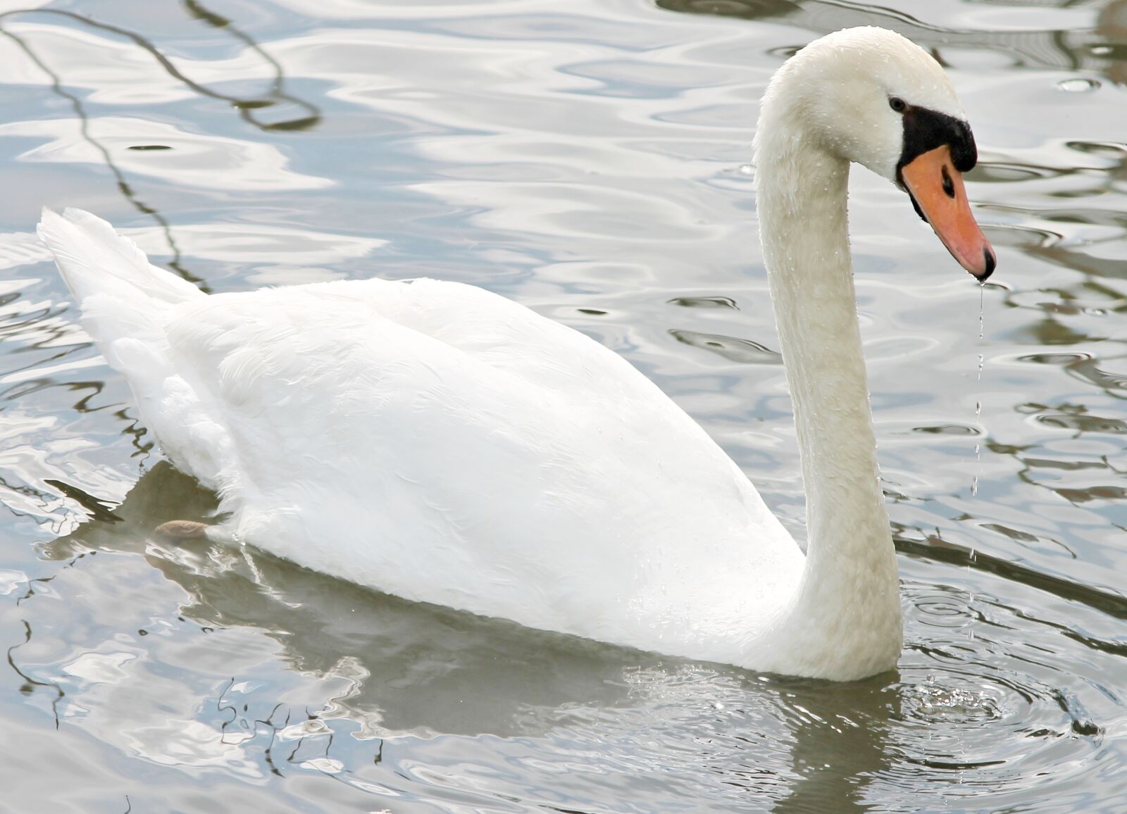 Canon EF-S 55-250mm F4-5.6 IS II sample photo. Swan, mute swan, water photography